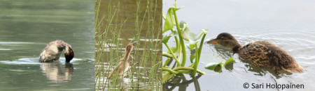 wetland-ecology-group_university-of-helsinki_ducklings